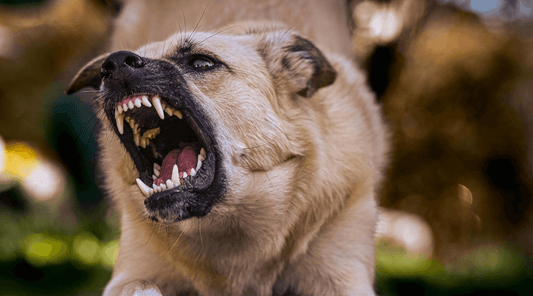 Understanding and Managing Dog Aggression: A Complete Guide