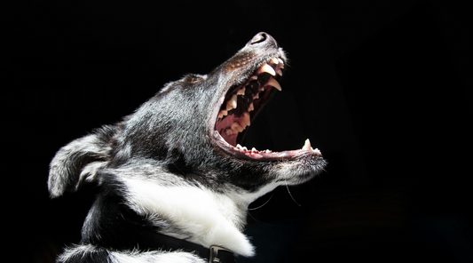 A dog barking
