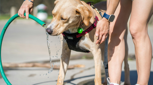 A dog drinking water from a hose