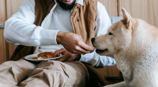A dog being fed by its owner