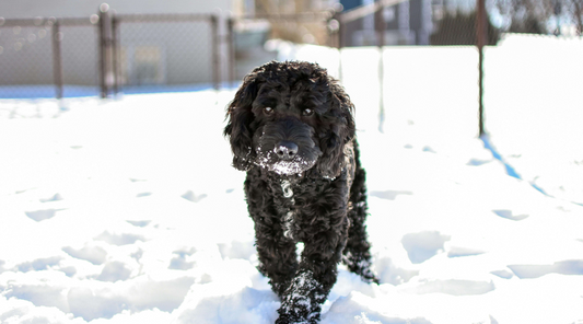 A dog walking on some snow