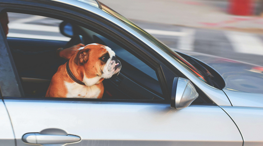 An image of a bull dog looking out of a car window