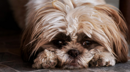 A dog looking sad