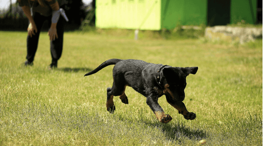Top 10 Dog Obedience Training Tips for a Well-Behaved Pup