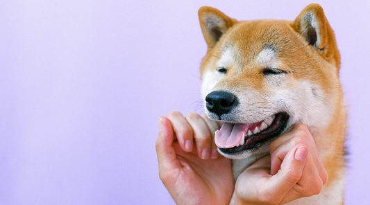 An image of a dog smiling