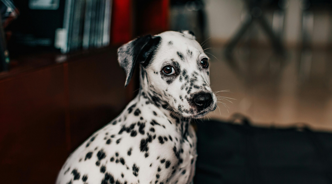 How to Train Your Dog to Stay: A Beginner-Friendly Guide