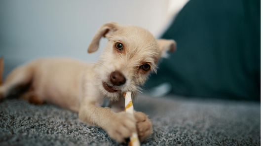 How to Stop Your Dog from Chewing Furniture