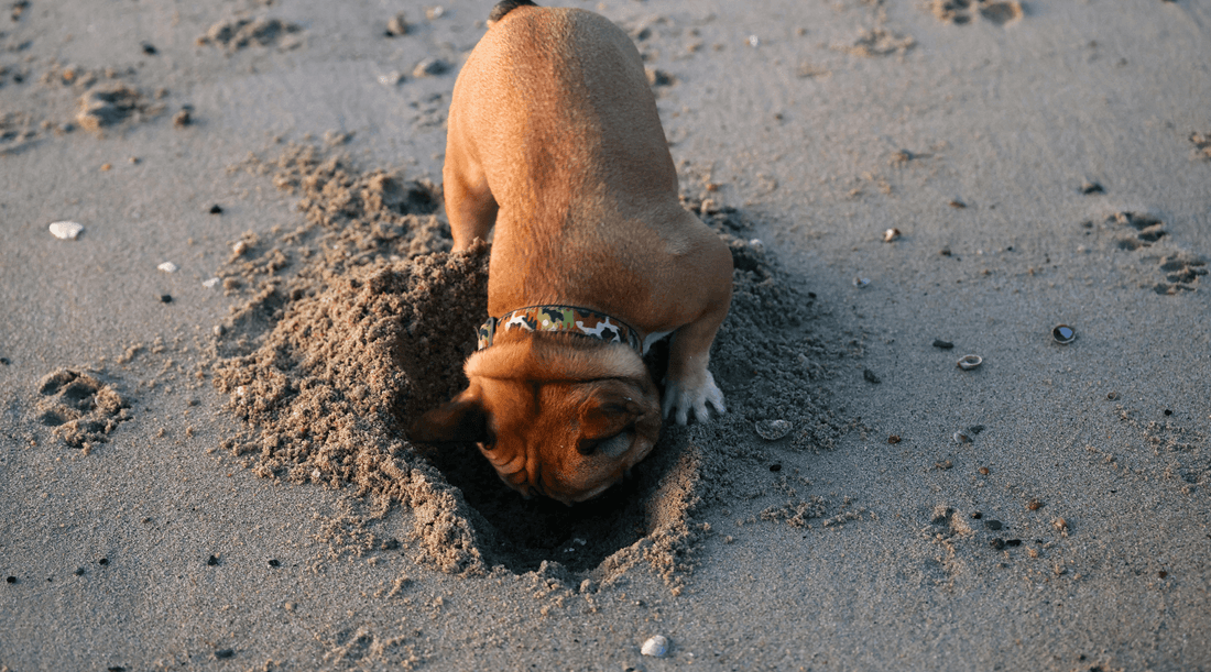 How to Stop Your Dog From Digging: Expert Training Tips & Solutions