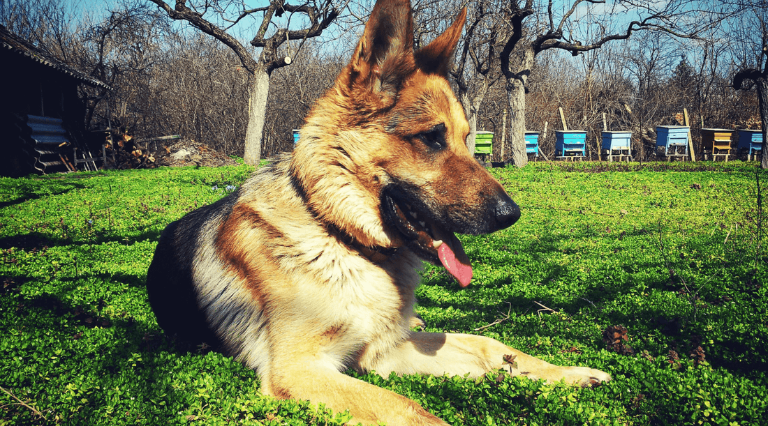 German shepherd dog sat on some grass