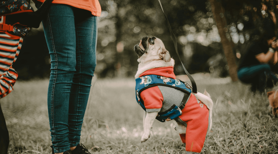 A pug jumping up at someone